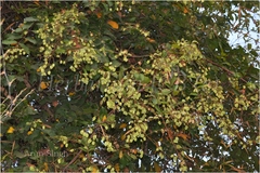 Combretum roxburghii